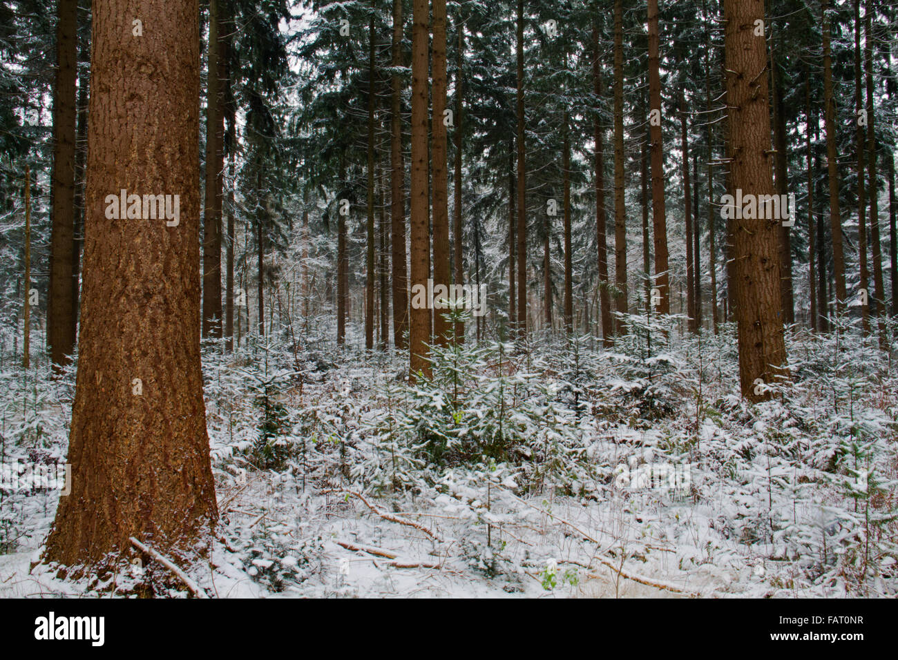 A forest of tall Douglas fir and seedlings in winter Stock Photo
