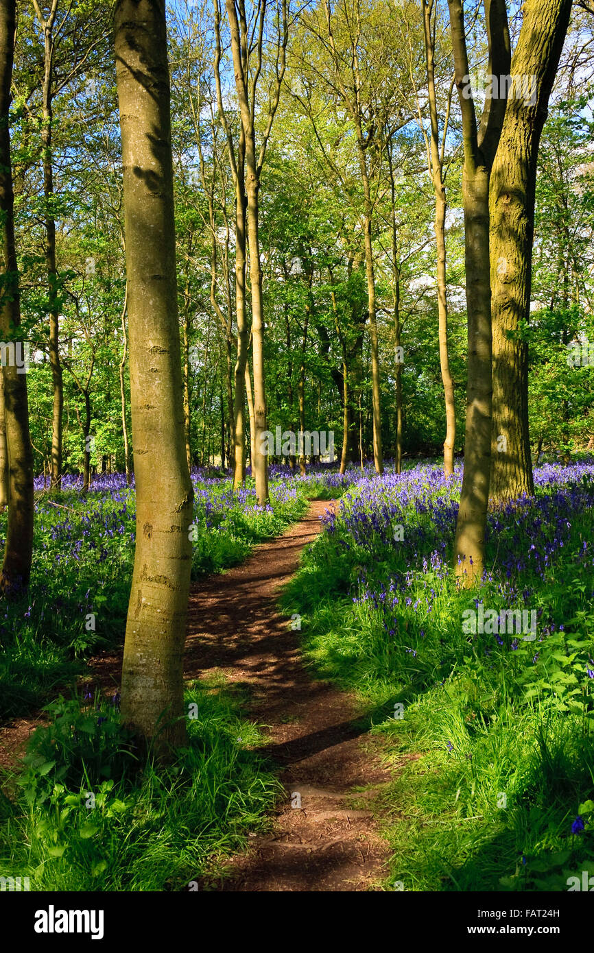 pics Coughton Court Walks https www alamy com stock photo bluebell woods near coughton court near alcester warwickshire 92726945 html