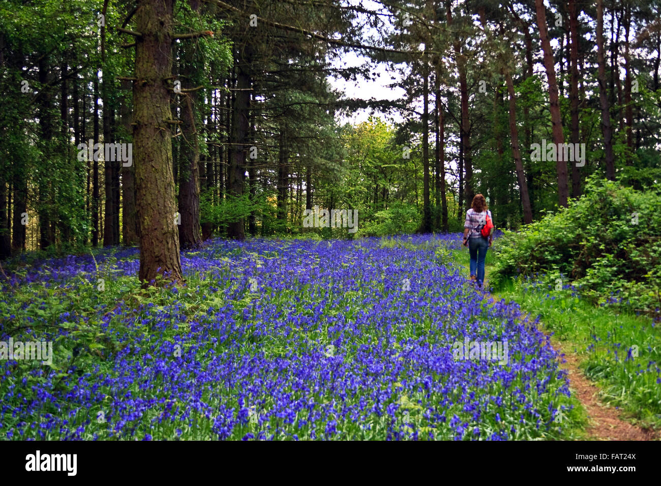 Female walker in bluebell woods carrying a red rucksack. Stock Photo