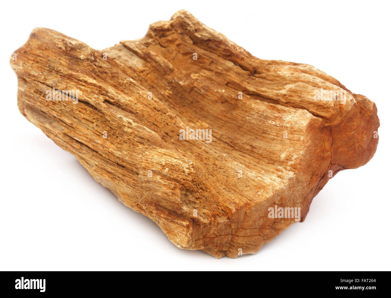 Closeup of fossil stone over white background Stock Photo