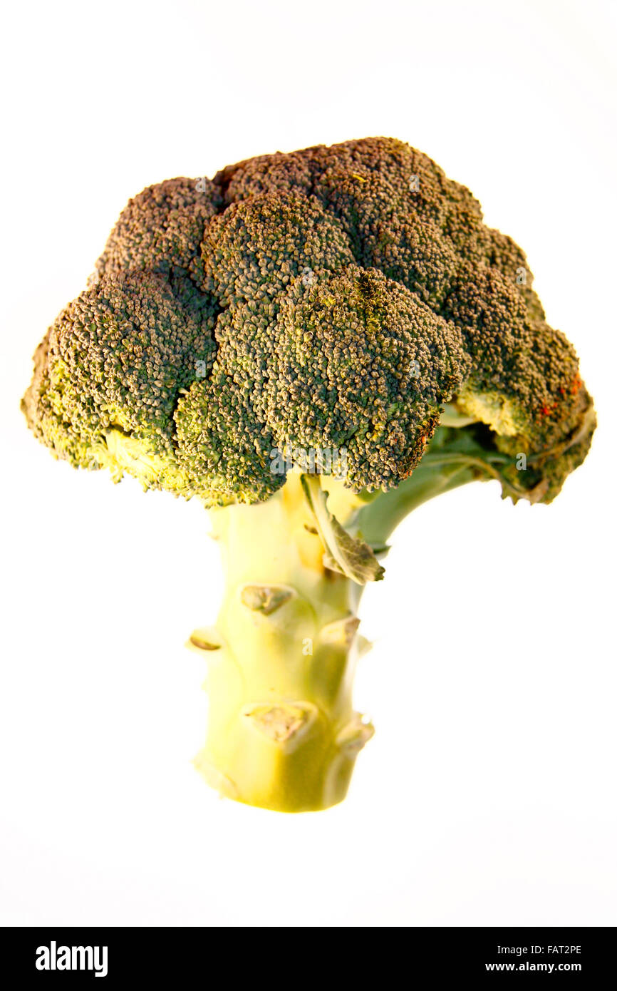 Brokkoli / broccoli - Symbolbild Nahrungsmittel. Stock Photo