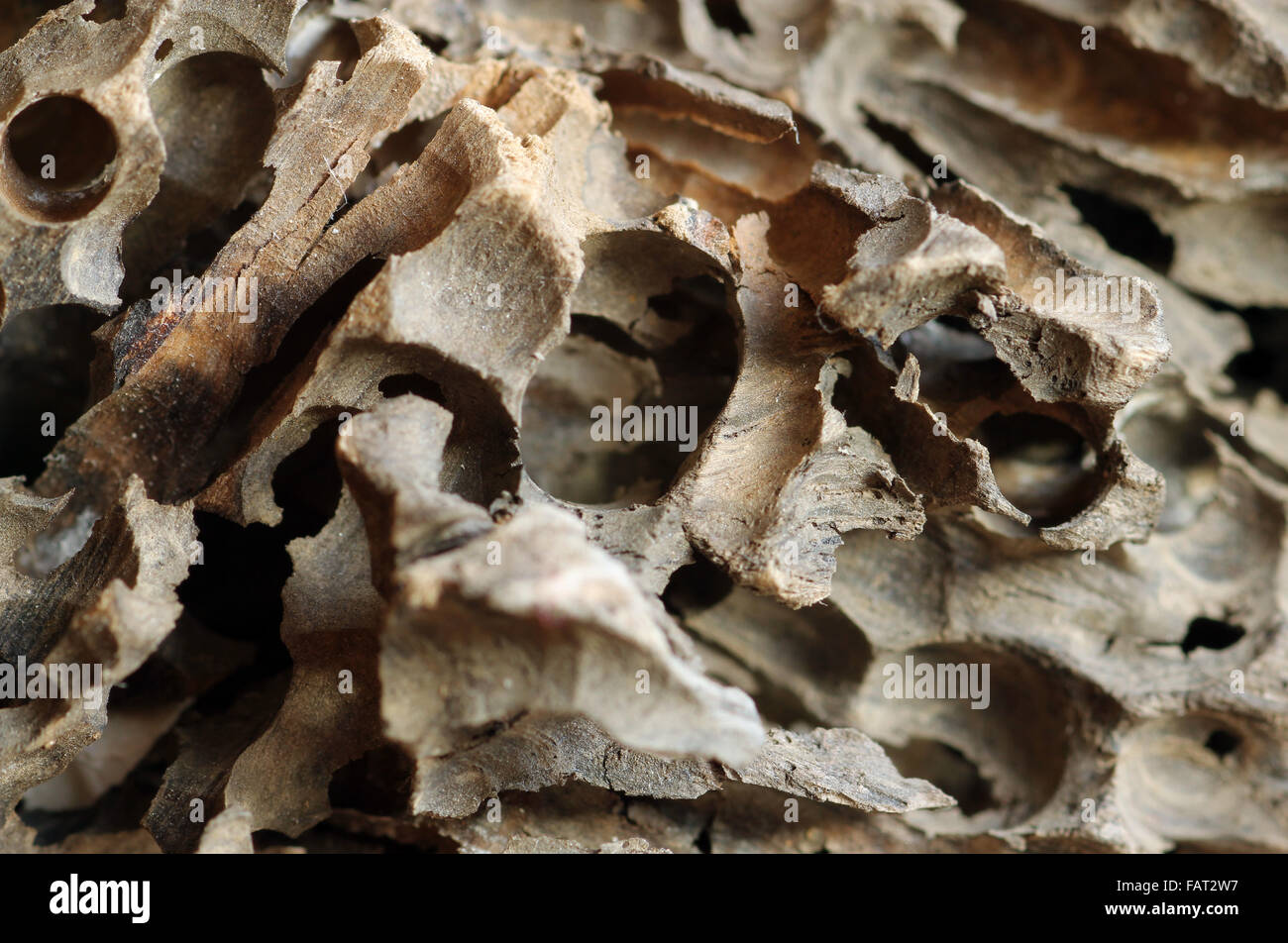 bored driftwood by great shipworm, Teredo navalis a bivalve mollusc Stock Photo