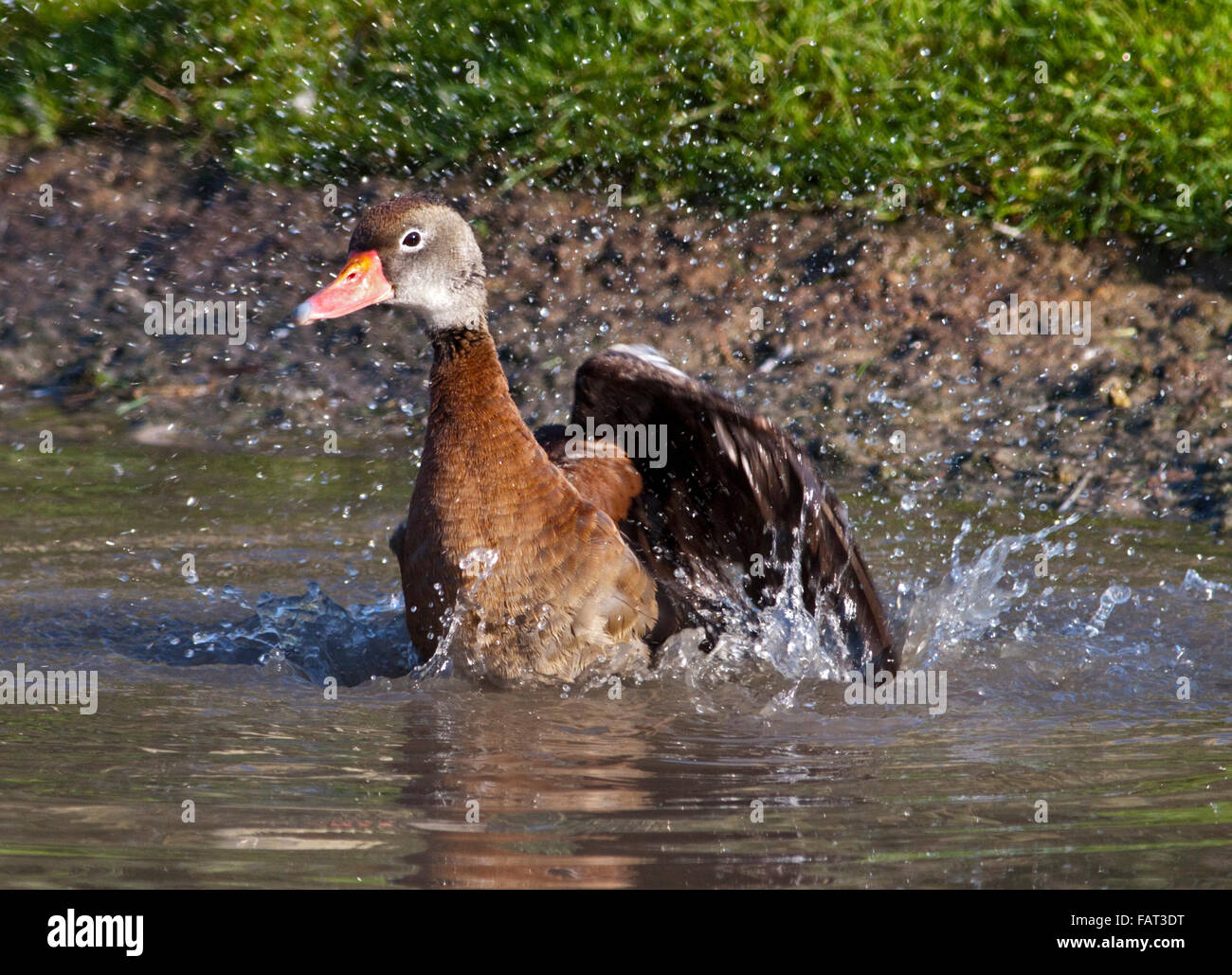 Black Bellied/Red Billed Whistling Duck (dendrocygna autumnalis) splashing in water Stock Photo