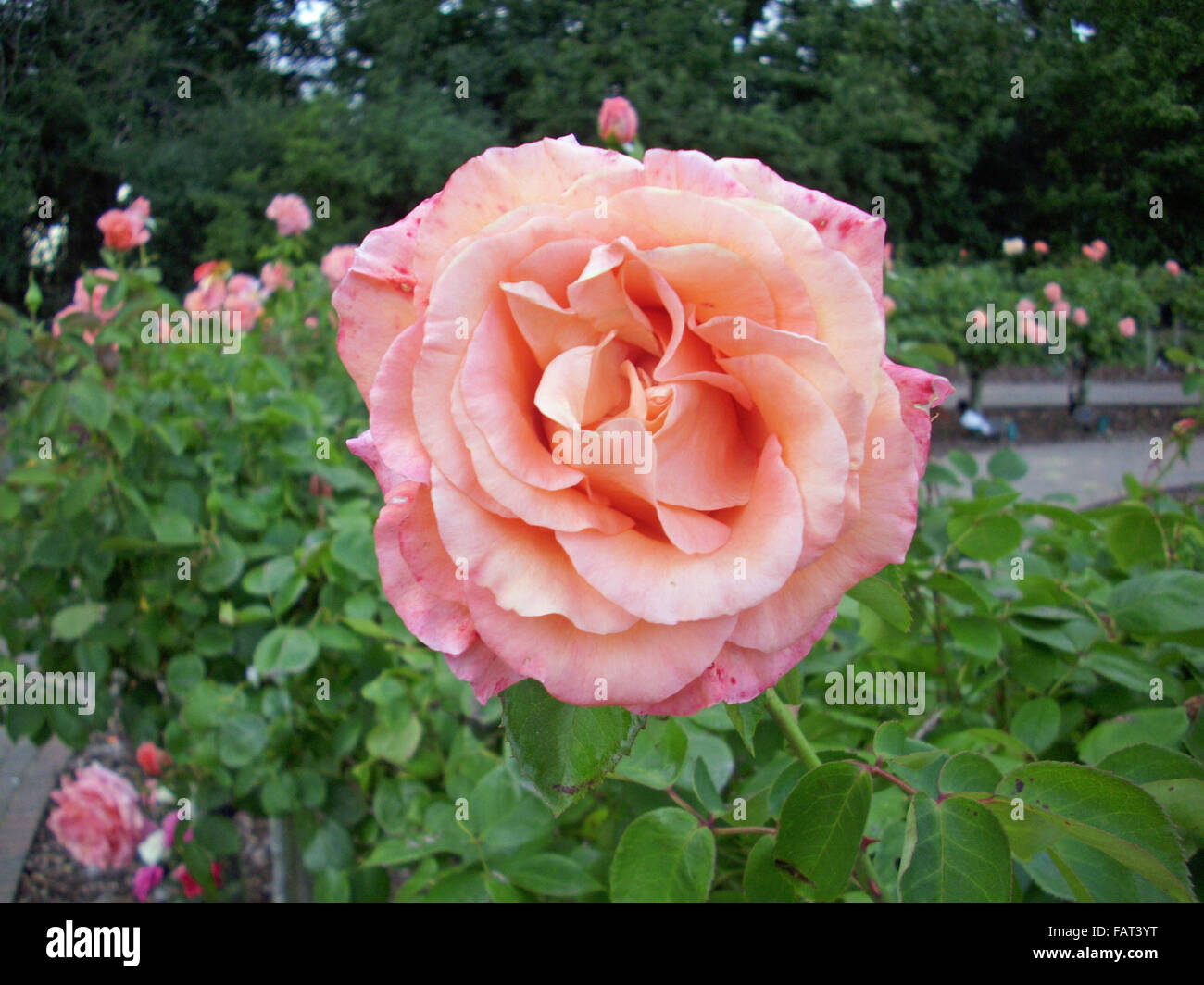 Pink standard rose flower Stock Photo Alamy