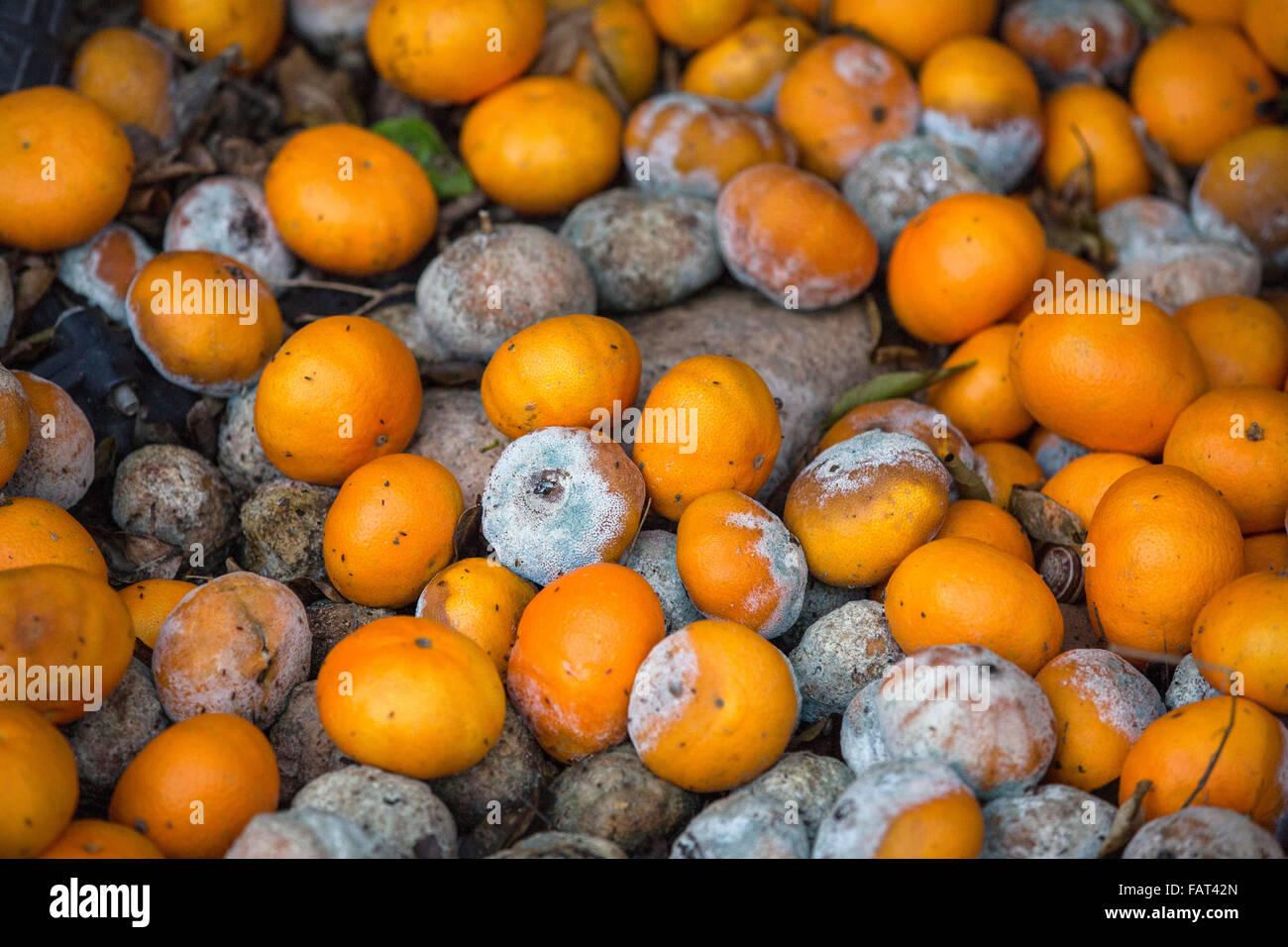 Rotten oranges hi-res stock photography and images - Alamy