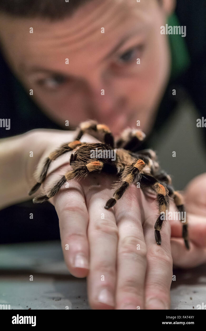 London, UK. 4th Jan, 2016. Keeper Jamie Mitchell displays a Mexican Redknee tarantula during the London Zoo Annual Animal Stocktake which is performed every January by the Zoological Society of London (ZSL), a massive compulsory stocktake to log all data to the International Species Information System (ISIS). The count is required as part of London Zoo’s license; with the final data being shared with other zoos worldwide for managing the international breeding programmes for endangered animals Credit:  Guy Corbishley/Alamy Live News Stock Photo