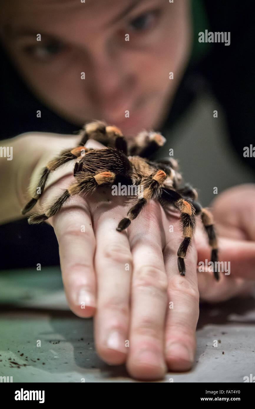 London, UK. 4th Jan, 2016. Keeper Jamie Mitchell displays a Mexican Redknee tarantula during the London Zoo Annual Animal Stocktake which is performed every January by the Zoological Society of London (ZSL), a massive compulsory stocktake to log all data to the International Species Information System (ISIS). The count is required as part of London Zoo’s license; with the final data being shared with other zoos worldwide for managing the international breeding programmes for endangered animals Credit:  Guy Corbishley/Alamy Live News Stock Photo