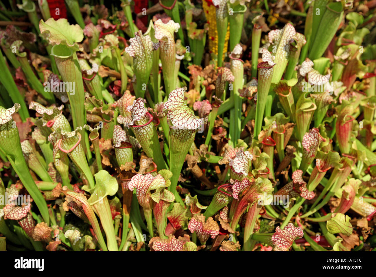 A group of pitcher plants growing together Stock Photo