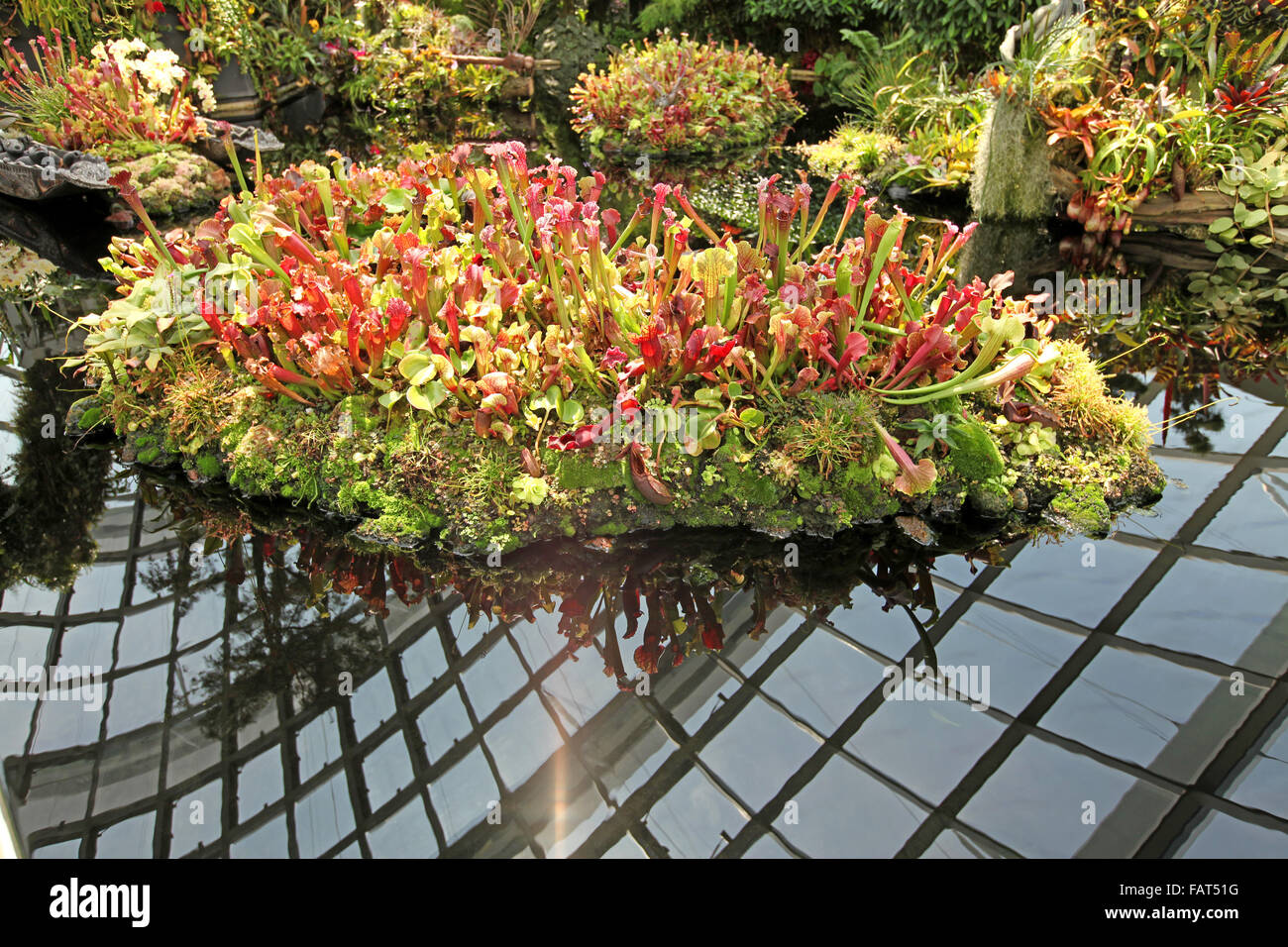 An island of Pitcher Plants Stock Photo