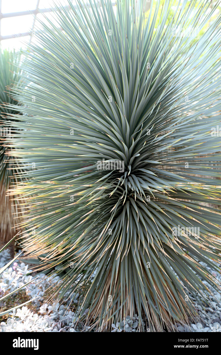 A close up view of a desert plant with many grey spiky leaves Stock Photo