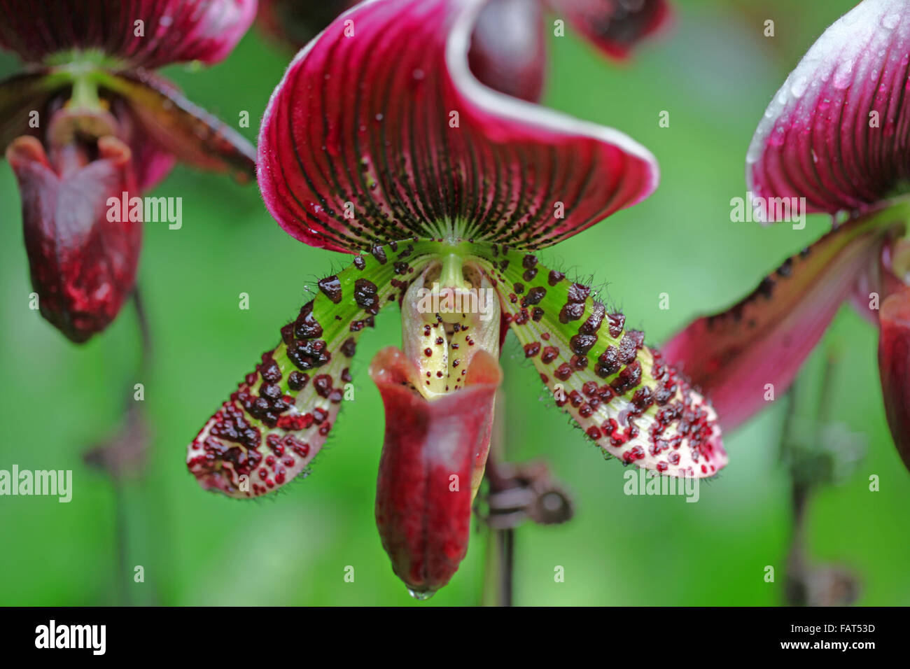 A deep maroon orchid flower close up Stock Photo