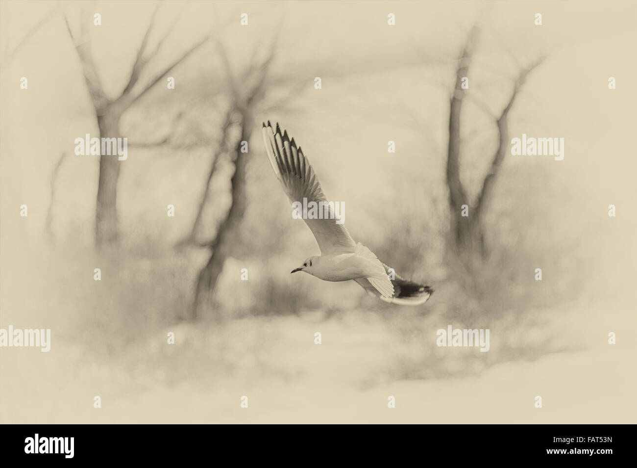 Graceful gull in winter fly - vintage processing Stock Photo