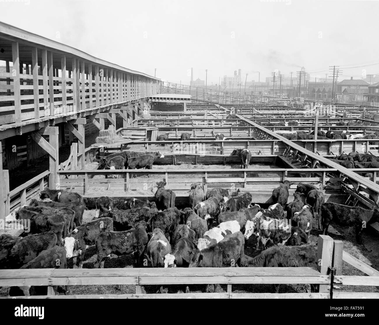 Stockyards, Kansas City, Missouri, USA, circa 1906 Stock Photo Alamy