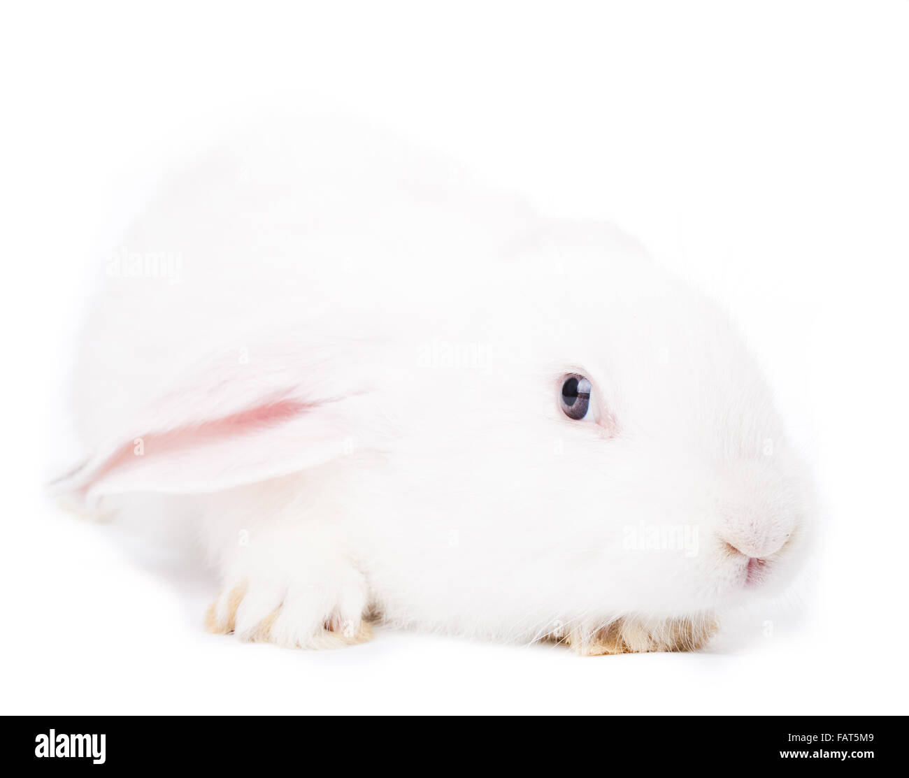 Cute white rabbit Stock Photo - Alamy