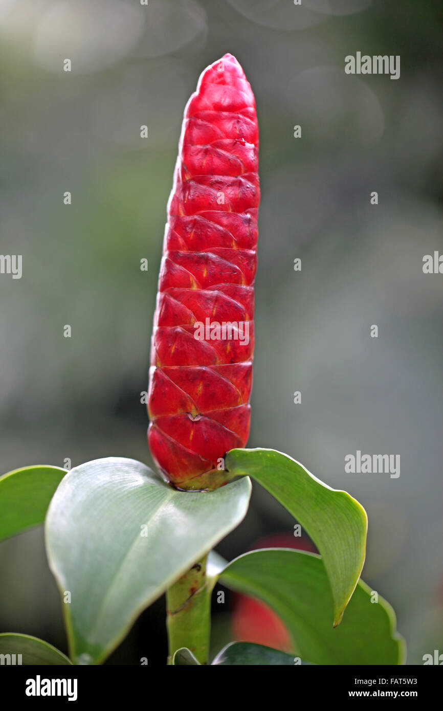 Ginger flower bud hires stock photography and images Alamy