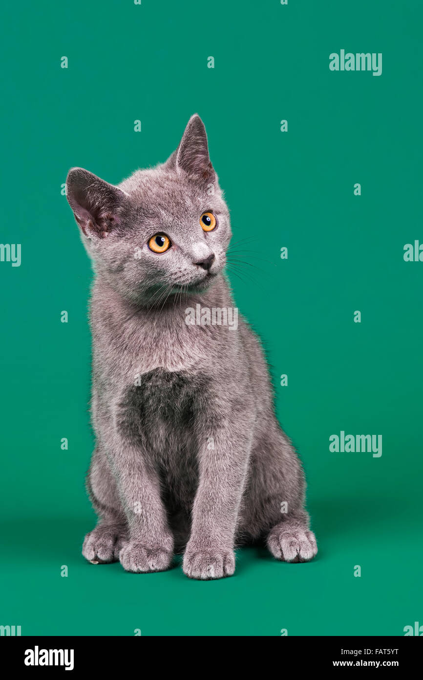 Purebred cat, Russian Blue, Kitten Stock Photo