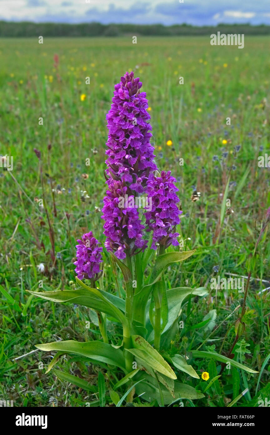 Early marsh-orchid (Dactylorhiza incarnata / Orchis incarnata) in flower in meadow Stock Photo