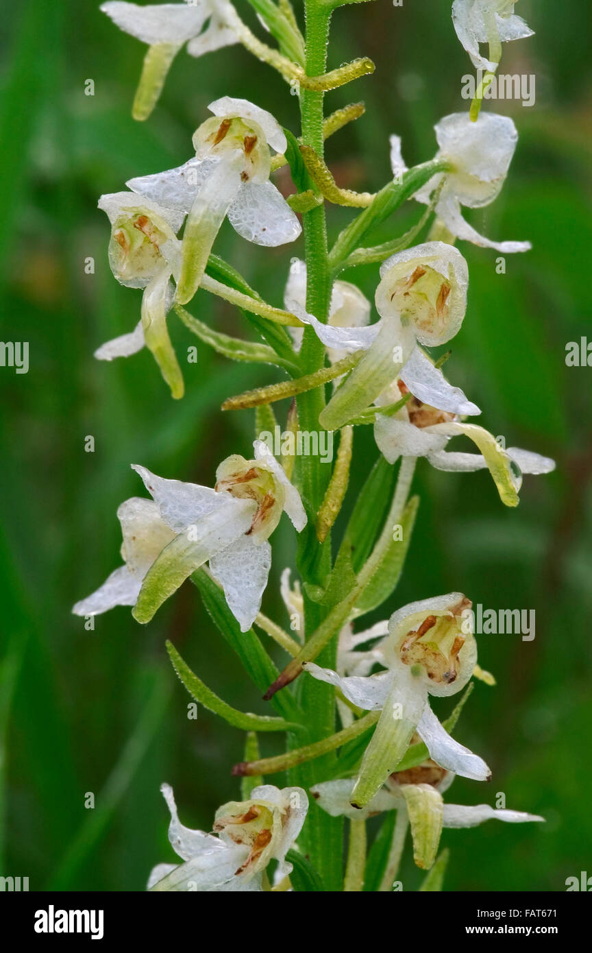 Lesser butterfly-orchid (Platanthera bifolia / Orchis bifolia) in flower Stock Photo