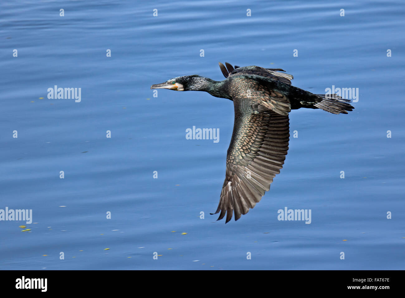 Great cormorant / black cormorant (Phalacrocorax carbo) in flight over water Stock Photo