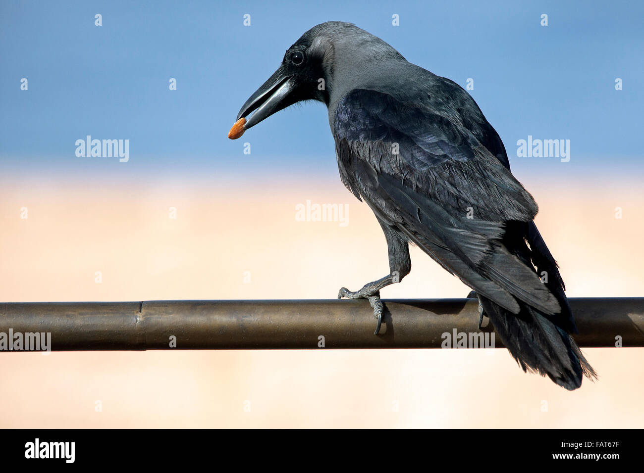 House crow / Indian crow / greynecked crow / Ceylon crow / Colombo crow (Corvus splendens) close up portrait Stock Photo