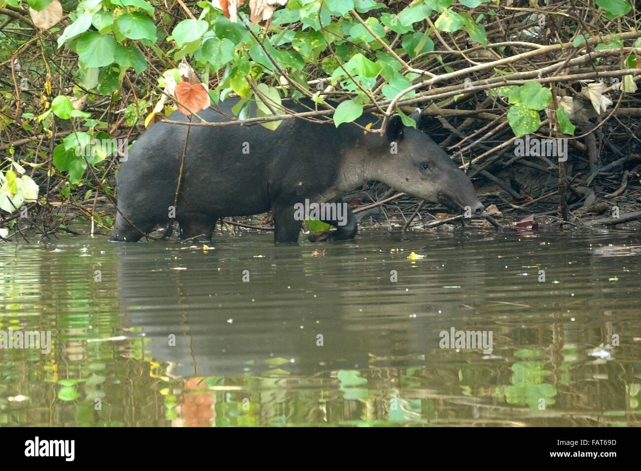 Baird's Tapir in Sirena river Corcovado National Park Costa Rica Stock Photo