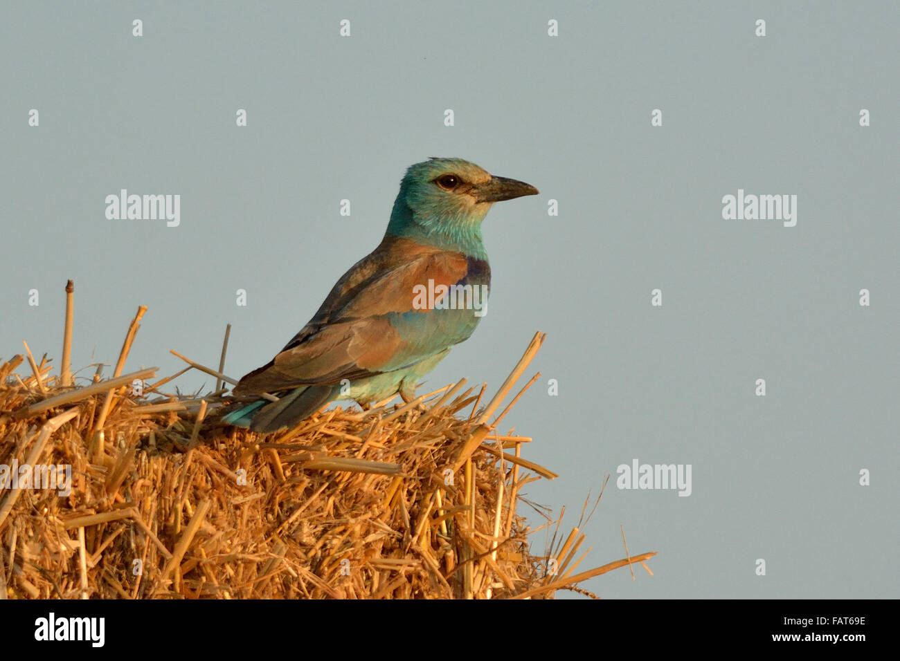European Roller on the bale of hay Stock Photo