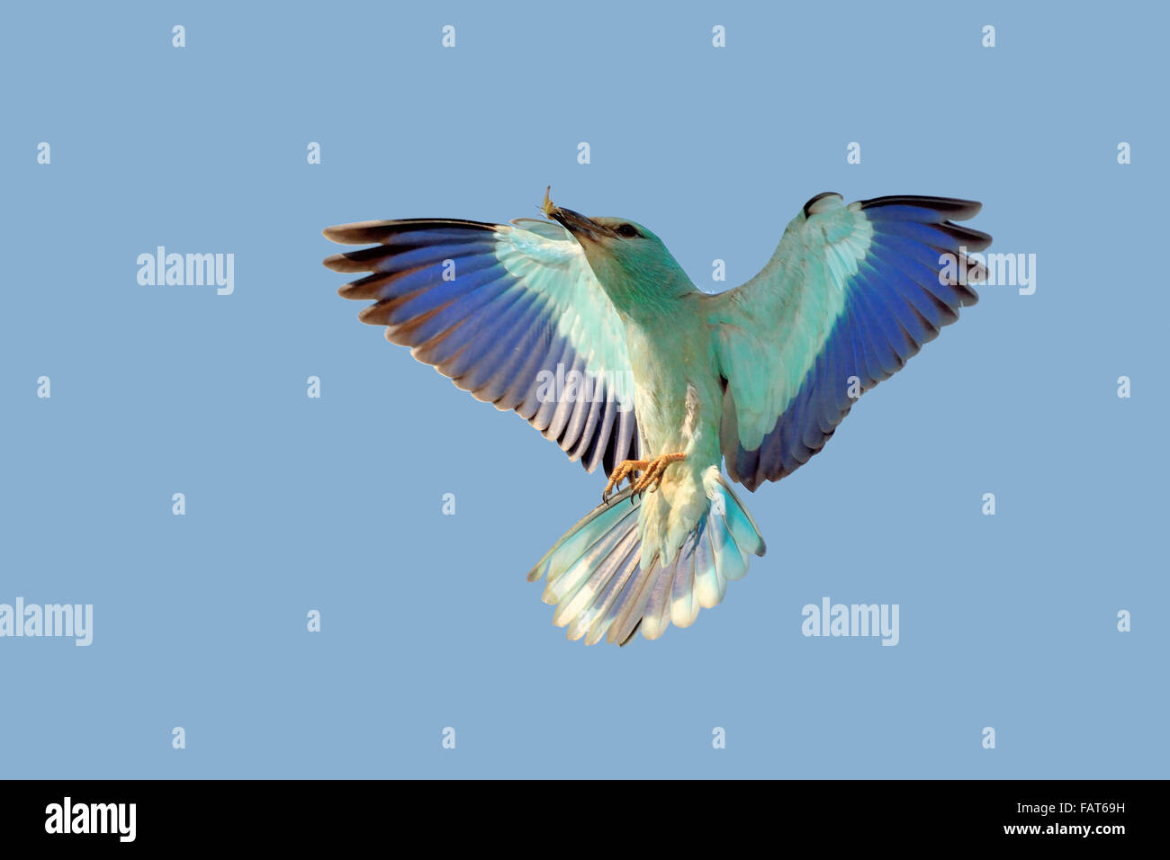 European Roller go back to the nest with insect for your cubs Stock Photo
