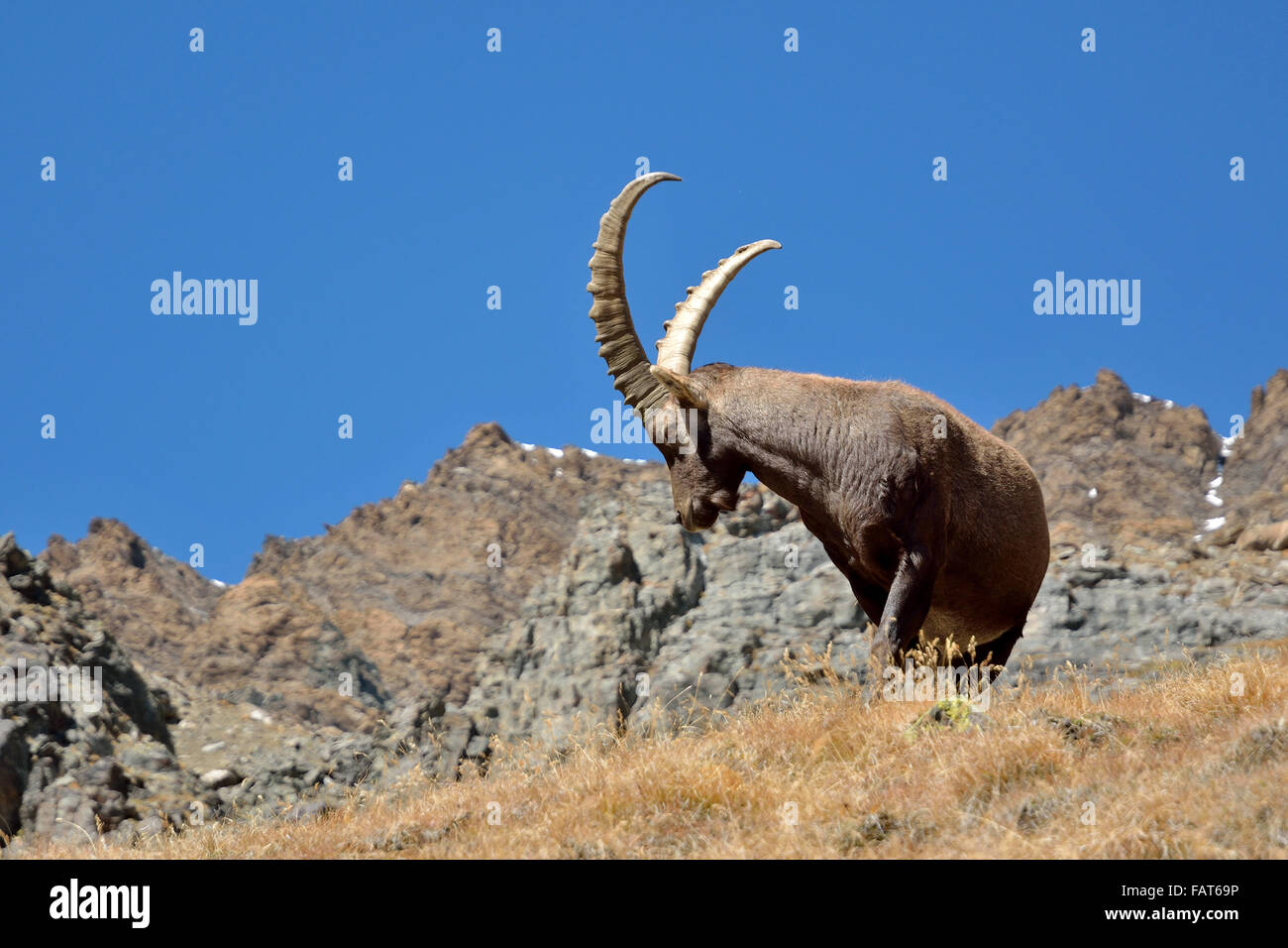 Ibex top of the mountain in Gran Paradiso National Park Italy Stock Photo