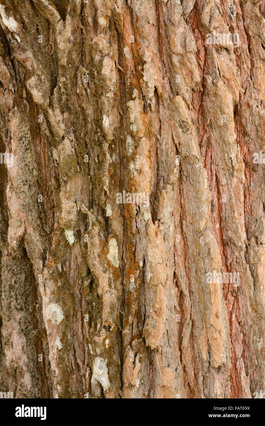 beautiful gray tone  tree bark seamless  texture tile Stock Photo