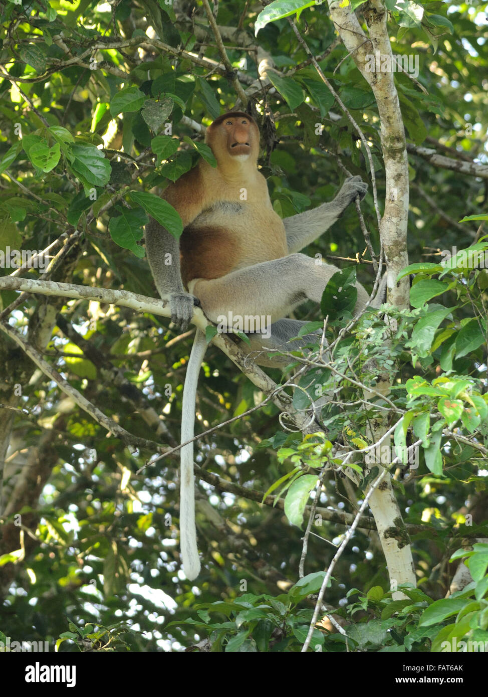 Male Proboscis monkey in kinabatangan river Sabah Stock Photo