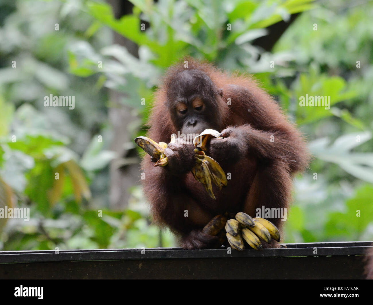 Baby Orangutan in Sepilok Orangutan rehabilitation center Stock Photo
