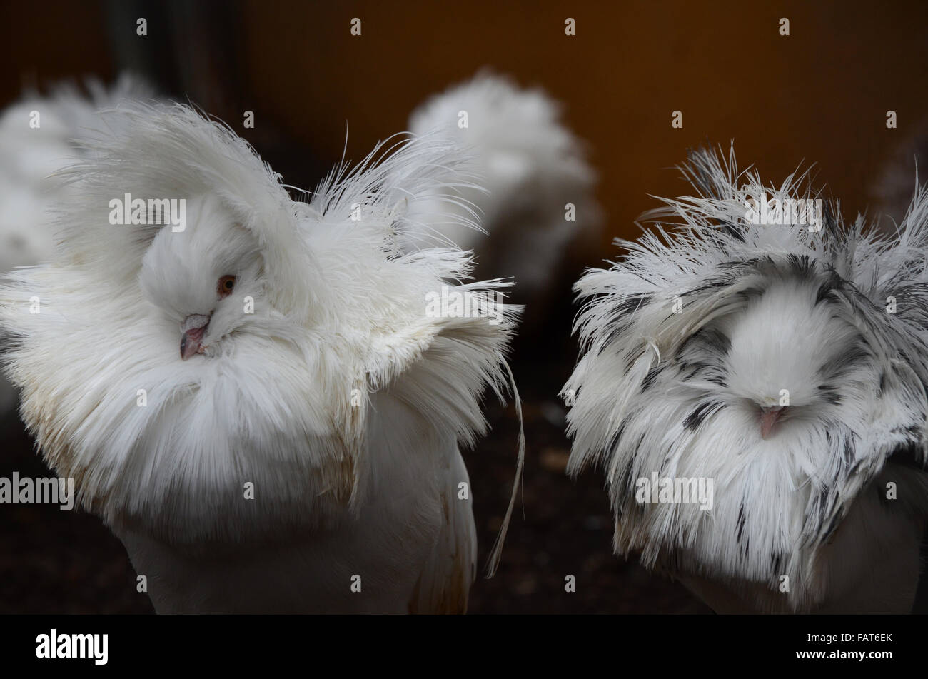 Madrid, Spain. 04th Jan, 2016. Jacobin pigeons pictured with their feathered hoods agitated by wind at Madrid zoo, where the strong gusts of wind reached 70 kilometres an hour during the afternoon hours. Credit:  Jorge Sanz/Pacific Press/Alamy Live News Stock Photo