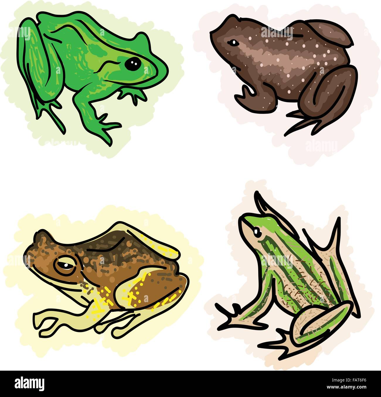 An Illustration Collection of Beautiful Amphibian, Frogs and Toads