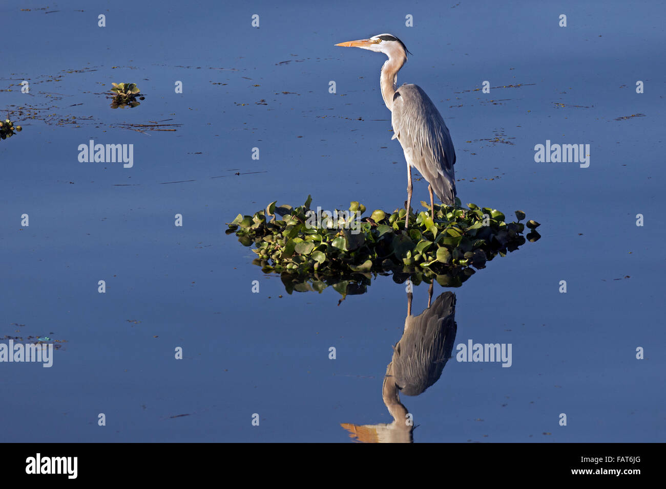 Grey heron (Ardea cinerea) on floating vegetation in the river Nile, Egypt Stock Photo