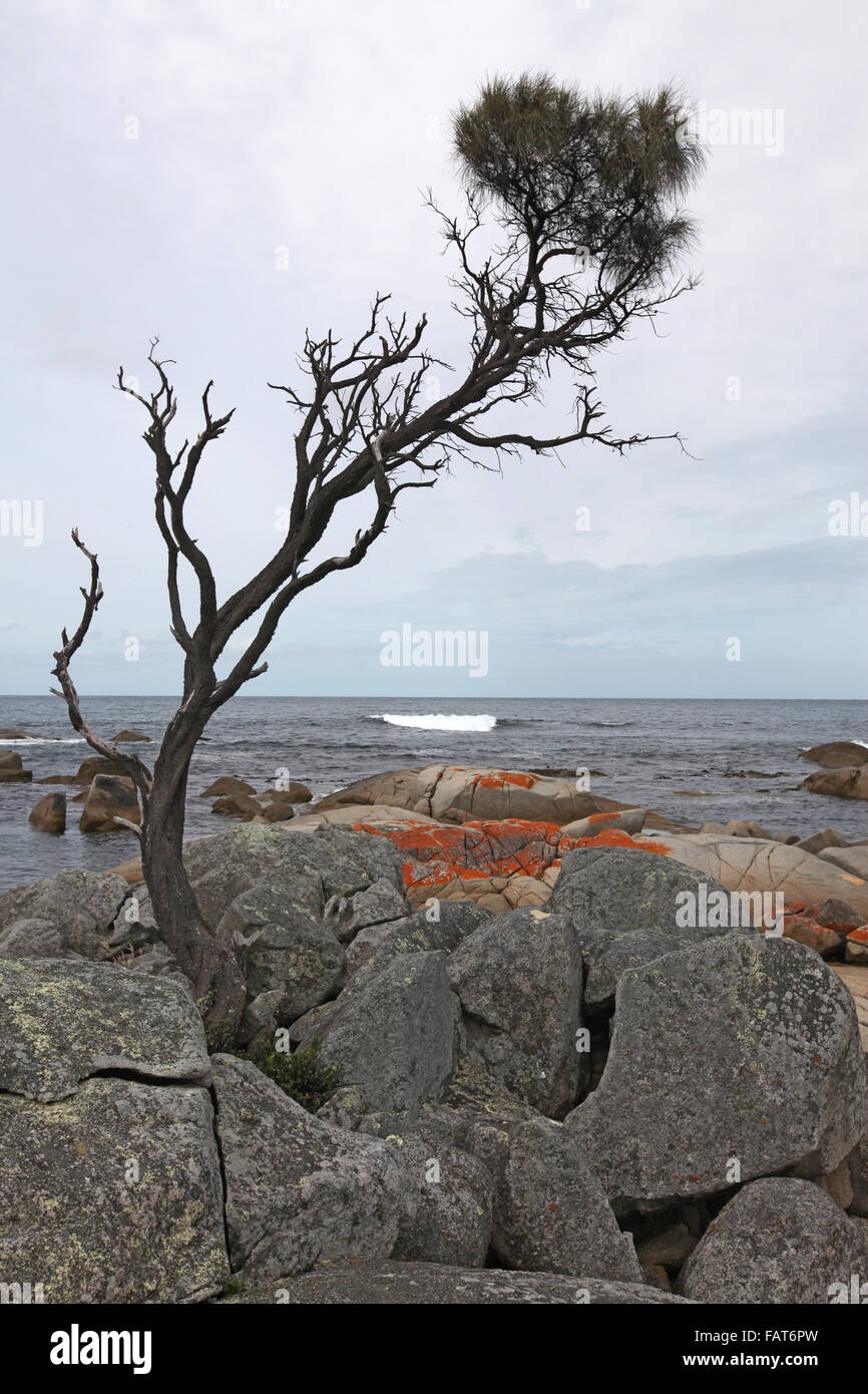 A lone pine tree growing from the rocky shore at Binalong Bay Stock Photo