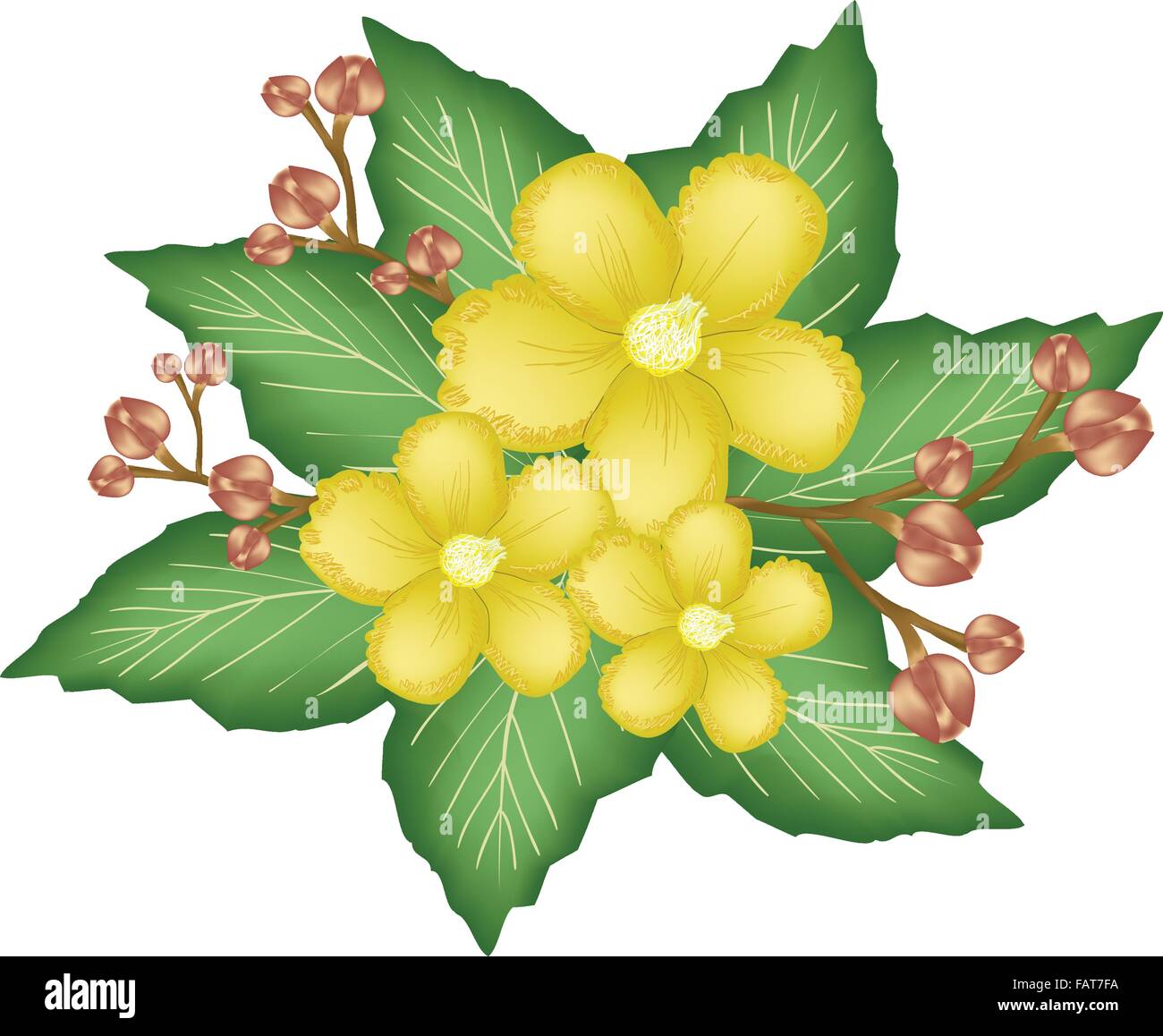 Beautiful Flower, An Illustration Group of Fresh Simpor Flowers or Dillenia Flowers on Green Leaves Isolated on A White Backgrou Stock Vector