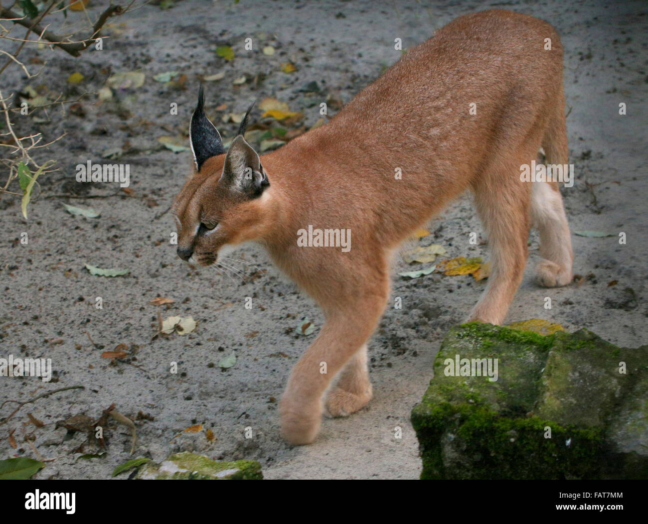 Caracal Caracal Hunting High Resolution Stock Photography And Images Alamy Caracal Caracal Hunting High Resolution Stock Photography And Images Alamy