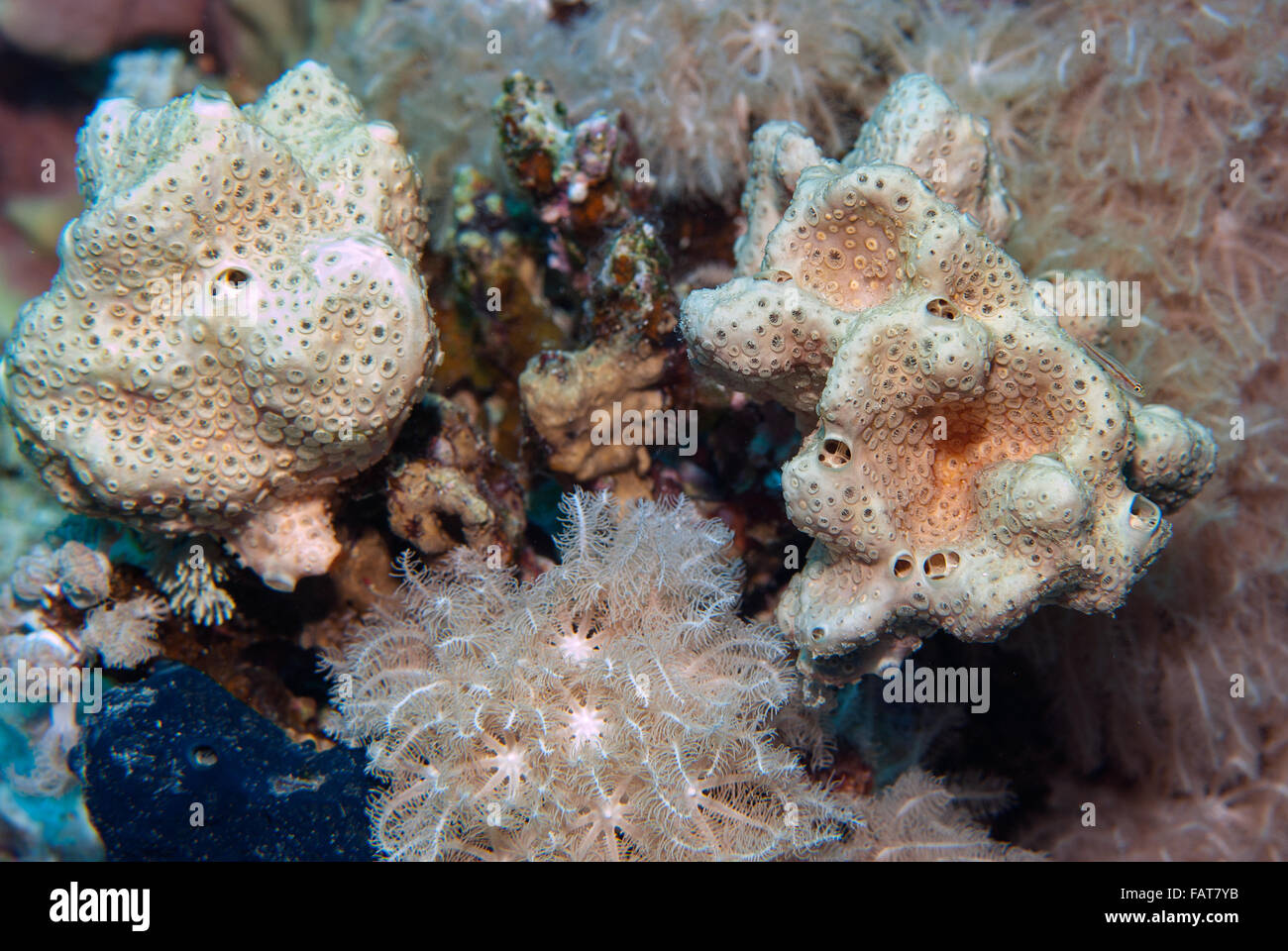 Wart sponge, Crella cyathophora, Crellidae, Sharm el Sheikh, Red Sea, Egypt Stock Photo