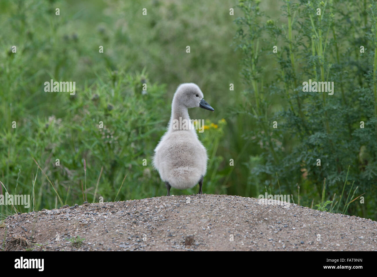 Mute Swan, Cygnus olor, cygnet, Stock Photo