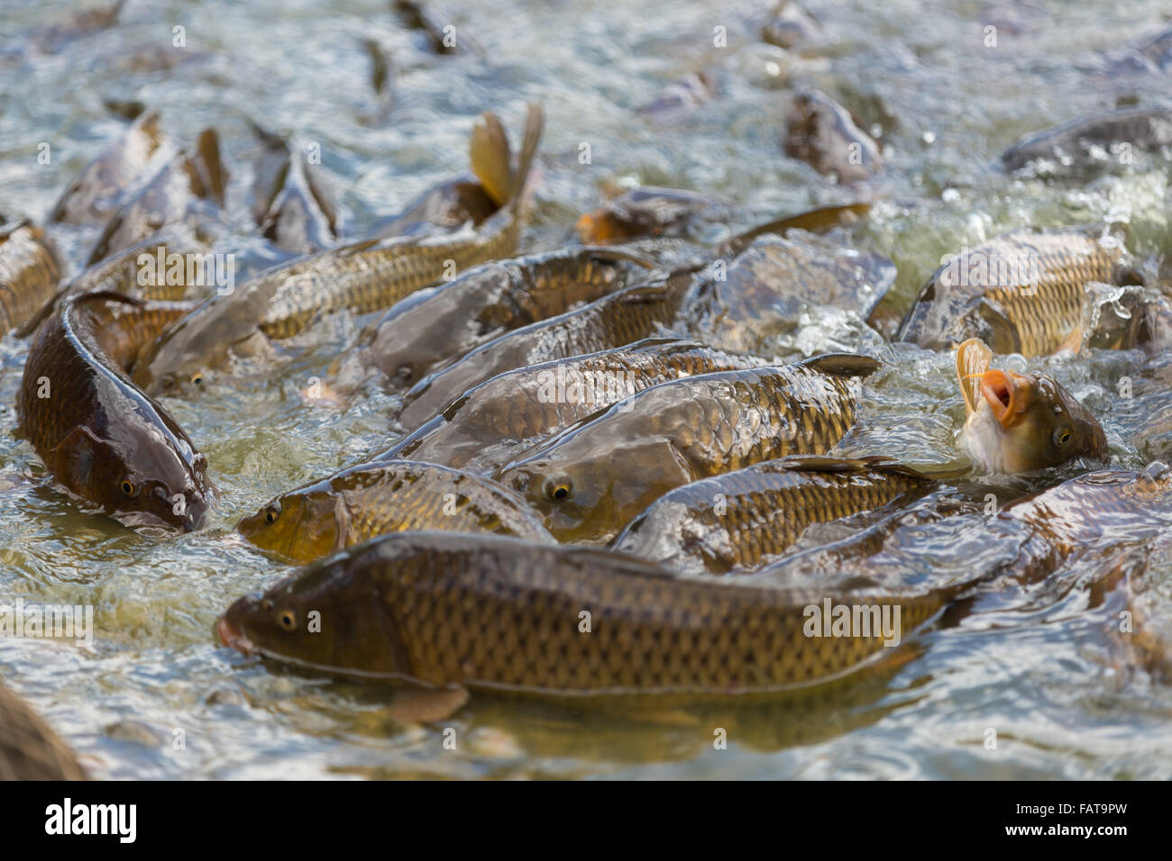 Fighting surface hi-res stock photography and images - Alamy
