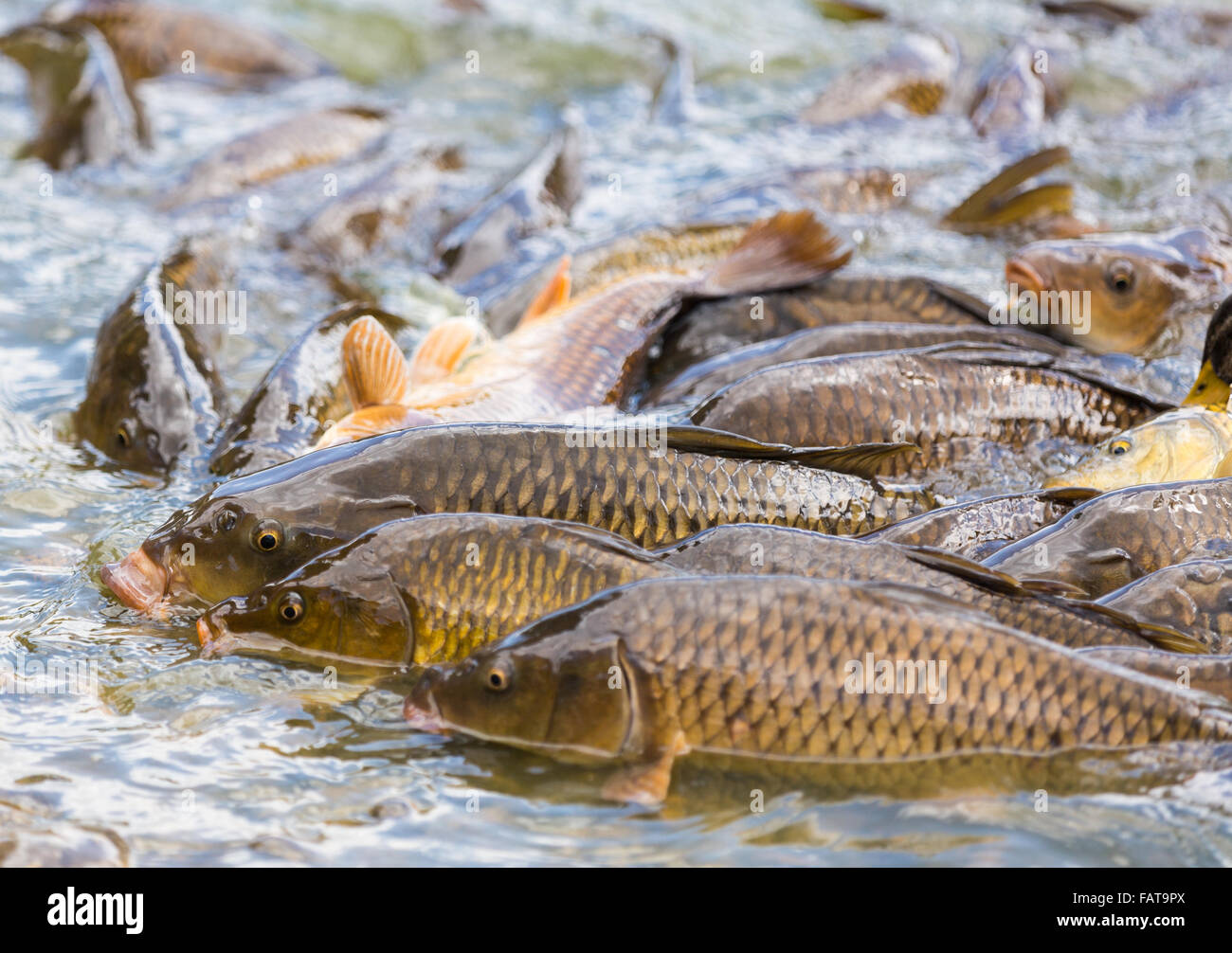 Koi tail hires stock photography and images Alamy