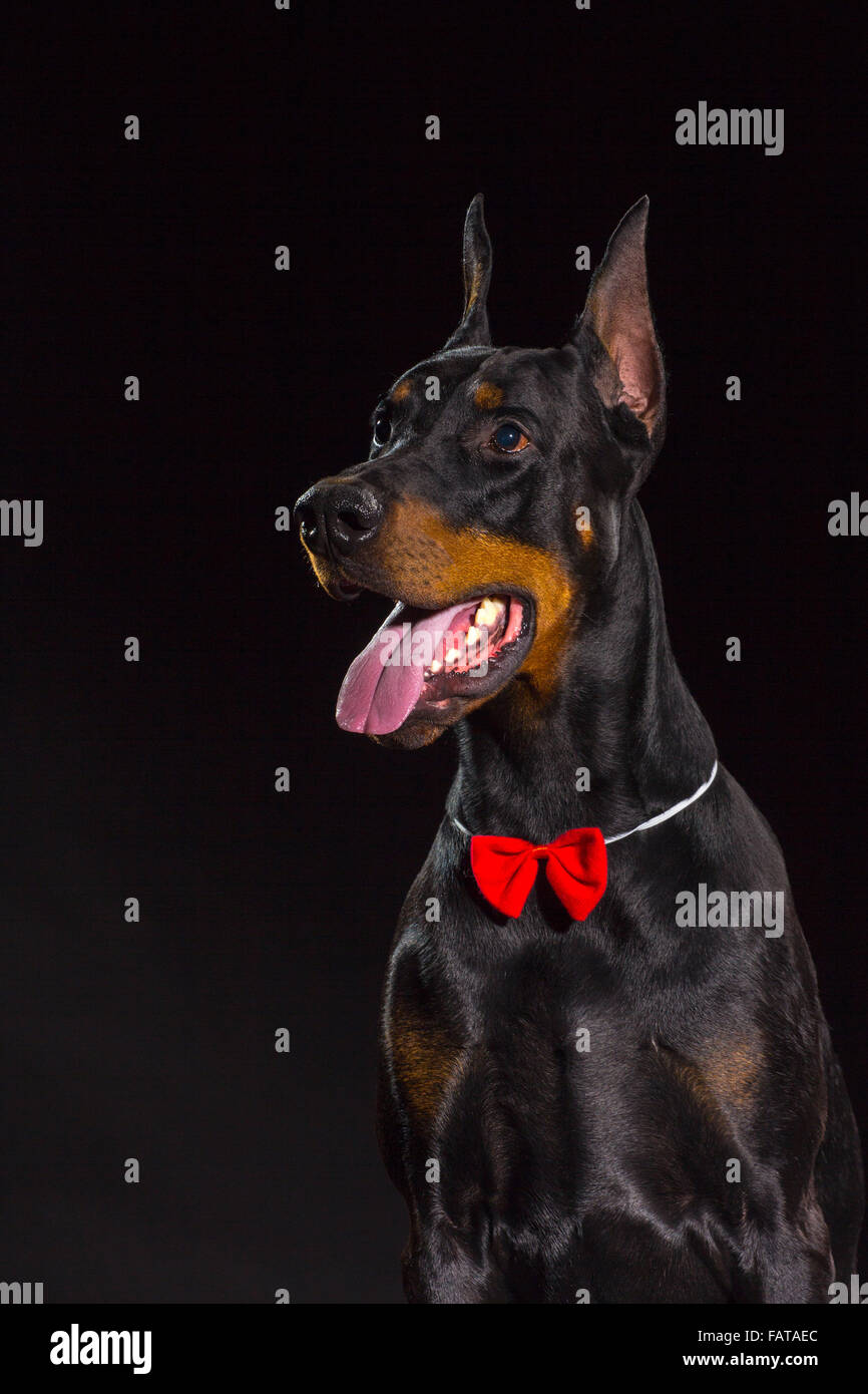 Portrait of beautiful black male doberman dog on black background in the bow tie Stock Photo