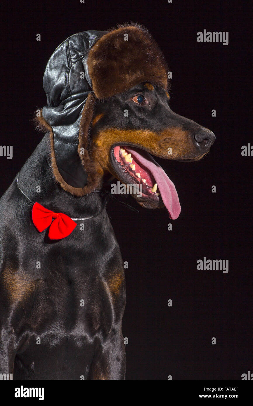 Portrait of beautiful black male doberman dog on black background in russian hat and the bow tie Stock Photo