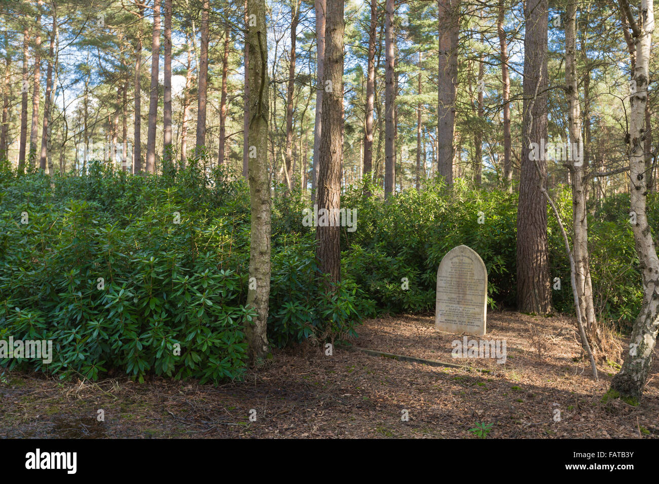 The Graveyard In The Woods