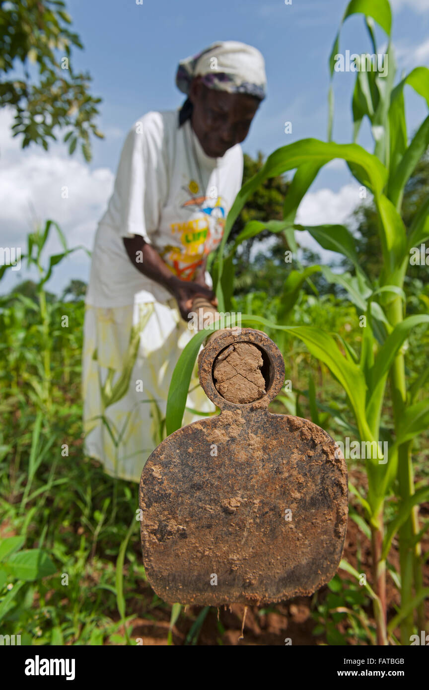 Kenyan woman farmer weeding in her maize plot, using a hoe. Kenya. Stock Photo