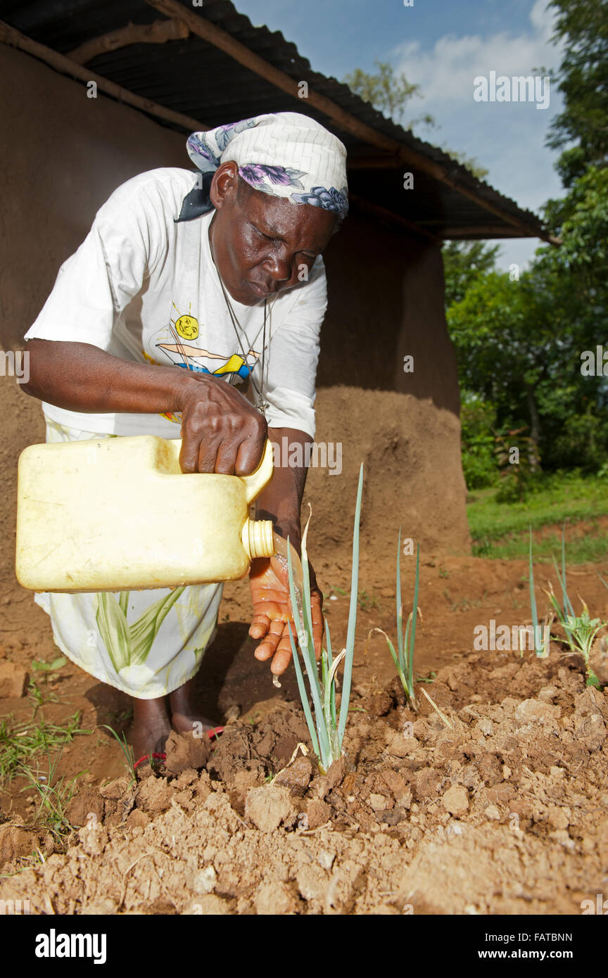 Woman watering Onions in her garden, applying the water directly to the plant to help retain the mositure more efficently. Kenya Stock Photo