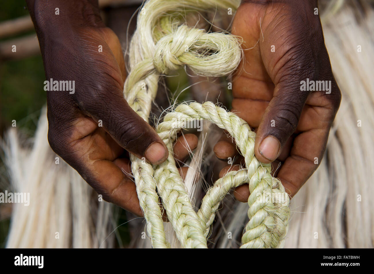 Agave fiber hires stock photography and images Alamy