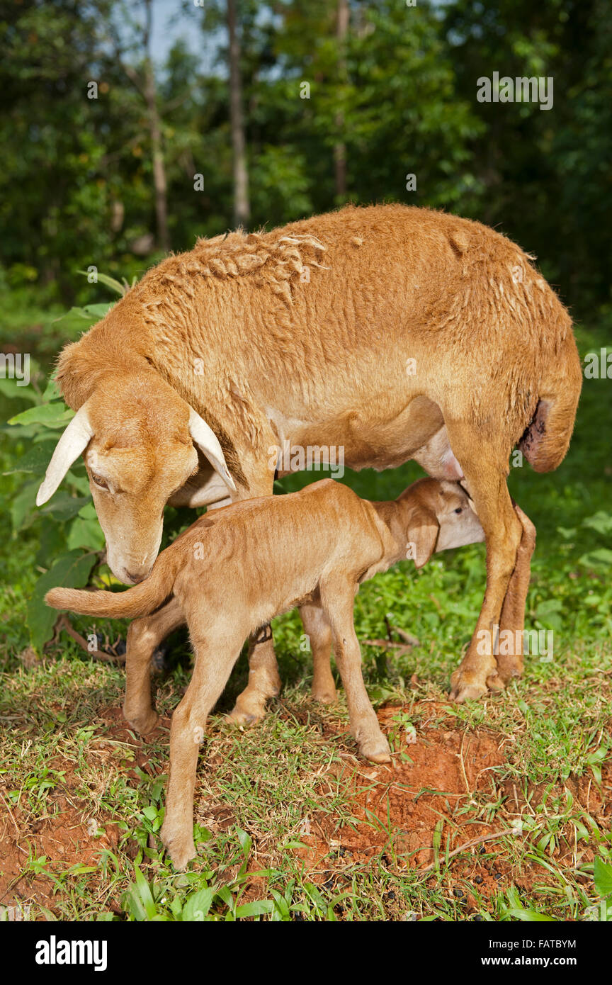 Fat Tailed Sheep Stock Photos & Fat Tailed Sheep Stock 