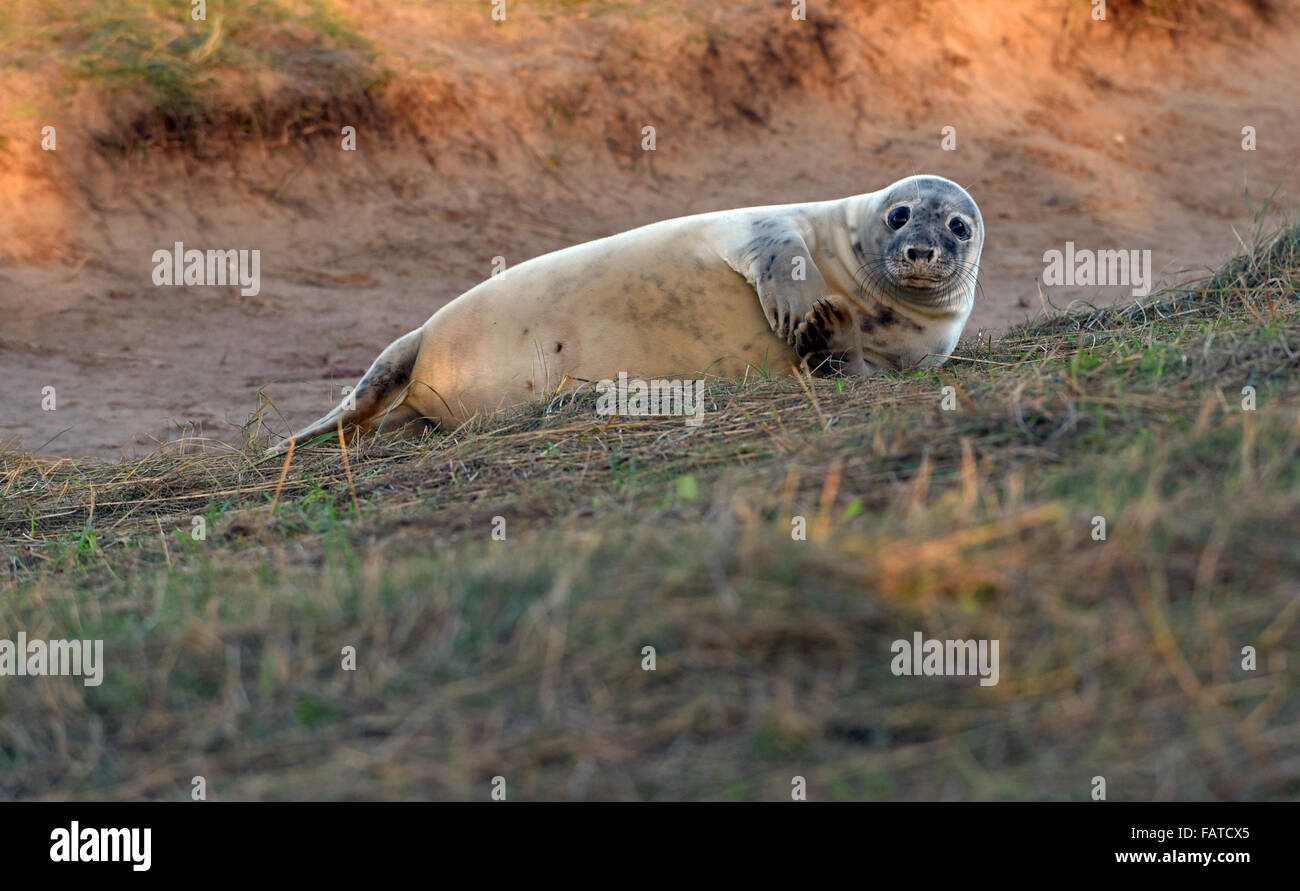 Grey Seal pups at Donna Nook Seal Sanctuary in Lincolnshire Stock Photo