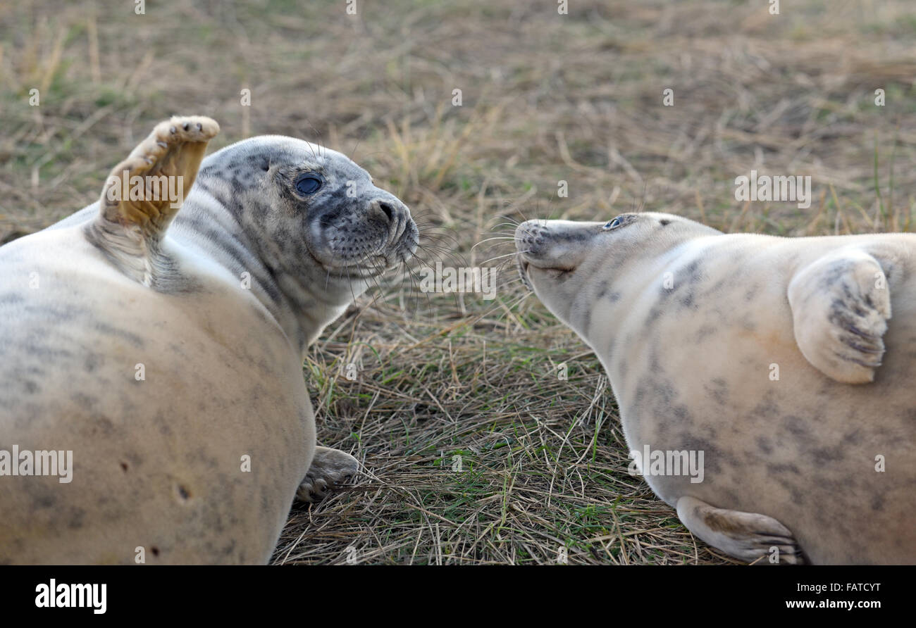 Grey Seal pups at Donna Nook Seal Sanctuary in Lincolnshire Stock Photo